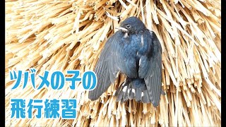 ツバメの子の飛行練習