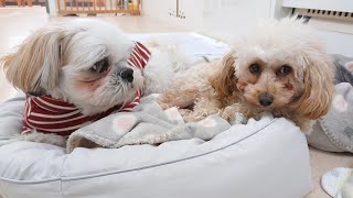 仲良くベッドをシェア　🐶ひみつきちなう！②🐶  2023年2月9日