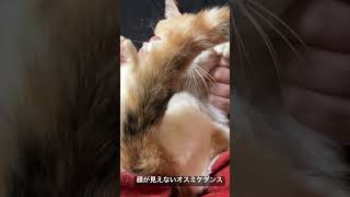 オス三毛王子、ダンスするも顔が見えない #cat  #猫  #ねこ  #オス三毛猫 #shorts   #猫のいる暮らし