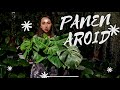 Panen aroid di kebun kecilku| panen philodendron dan monstera