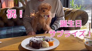 パパさんの誕生日に愛犬のトイプードルとサプライズしてみた！【登録者1000人】も祝！