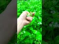 wild garlic seeds foraging wildfood forage forager foodforfree wildfoodlove