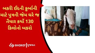 A  goat of 130 kg was prepared at home like a son for the eid sacrifice | ETV Bharat