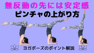 【ヨガポーズのポイント解説】無反動ピンチャのバリエーション