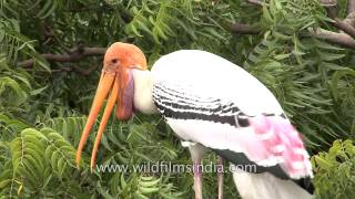 Painted storks make their homes on a tree