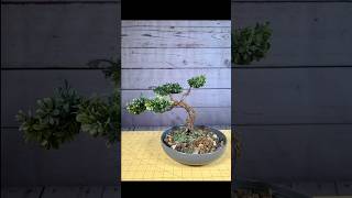 Let’s make a BONSAI TREE