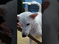 டேய் ஓட்ட பல்லா இங்க வா...🤪😂 hoomans dogsfunnyvideo funnyanimals adoptdontshop funnydogs pets