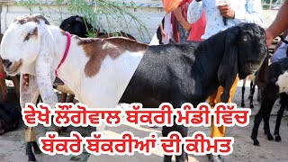 ਲੌਂਗੋਵਾਲ ਬੱਕਰੀ ਮੰਡੀ ਵਿੱਚ ਕੀਮਤ || Longowal bakra mandi || @ILTILANATV