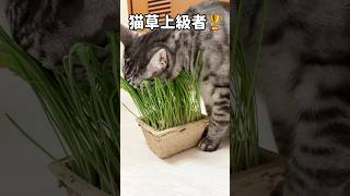 猫草超上級者の食べ方がこちら#shorts