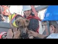 US Navy rescue sailors, dogs stranded at sea for months