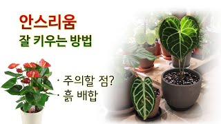 안스리움 잘 키우는 핵심