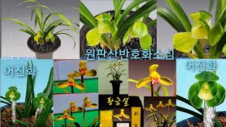 24/03/30#한국춘란판매영상#한국춘란#난초판매영상 상품 5점(원판산반호화소심/황금설/신라/단엽황색서반/어진화 ) 등록하였습니다.