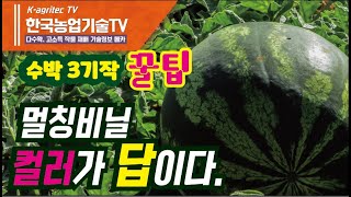 [Korea Agricultural  Watermelon Farming ] Watermelon 3 trick tips Mulching vinyl color is the answer