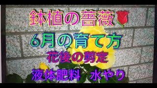 鉢植え薔薇🌹6月の育て方 花後の剪定 液体肥料 2019