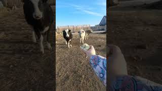 Коровы. Как её остановить?? #корова  #приколы #cow