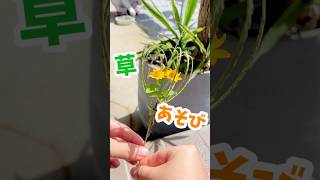 【簡単】秋の草花遊び| 保育、生活科教材にもぴったり| #子育て #手作りおもちゃ #おうち遊び #知育 #実験 #幼児教育