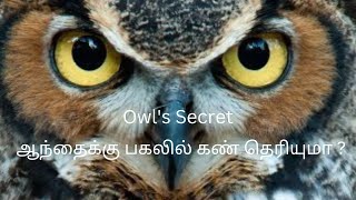 Owl's Secret | ஆந்தைக்கு பகலில் கண் தெரியுமா ?