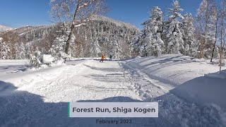 Forest Trail, Shiga Kogen, Japan, February 2023