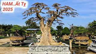 Tết Xuân Ất Tỵ 2025.Những Siêu Phẩm Duối Tùng Vườn  BonSai Em Vương Phù Mỹ Bình Định Lh #0965796767