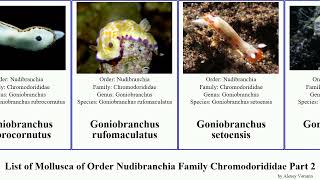 List of Mollusca of Order Nudibranchia Family Chromodorididae Part 2 goniobranchus hypselodoris