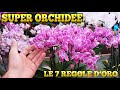 ORCHIDS: all the TRICKS and SECRETS for BEAUTIFUL AND HEALTHY ORCHIDS, how to MAKE THEM REBLOOM