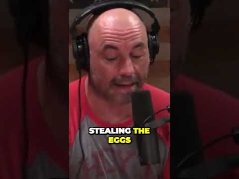 Squirrels Are Stealing JOE ROGANS EGGS 🤯🤣| JRE Shorts | #jre #viral # ...