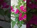 Bougainville