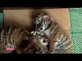 adorable rare tiger quintuplets are raised by keepers after mom rejects them