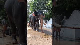 പകരം വയ്ക്കാനാകാത്ത അഴക്