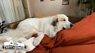 失敗？してませんけど？計算してソファーを整えるアランです　Great Pyrenees　グレートピレニーズ