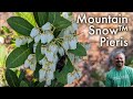 Mountain Snow™ Pieris - Pieris japonica ‘Planow’