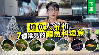 燈魚大解析--7種常見的鯉魚科燈魚