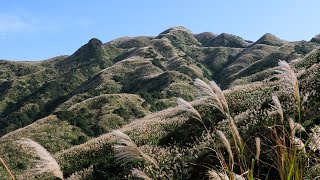 像極了走入外星人的地盤＃本山礦場石頭陣＃金瓜石地質公園 、無敵海景步道和芒花海＃芒花 （110）