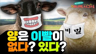 복슬복슬 매력적인 양...🐏  틀니설이 있는데요!? ㅋㅋ [#시크릿주주] / YTN 사이언스