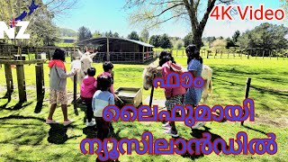 ഫാം ലൈഫുമായി ന്യൂസിലാൻഡിൽ Up Close with Farm Life:Near Taupo, NZ! #New Zealand travel #hidden gemsNZ