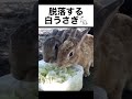 早々に脱落してしまう白うさぎ