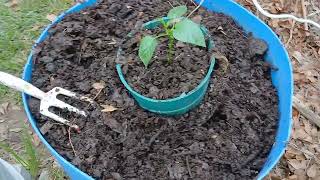 Beautiful COMPOST in less than 6 months Make Your Soil ALIVE Easy as 1-2-3