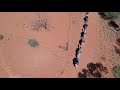 Pyndan Camel Tracks Alice Springs