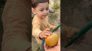 🍅🍅🍅 #tomato #harvesting #gardening #garden #harvest #organic #shorts #shortsfeed #viral #fyp