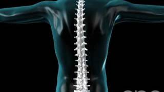 Spine Flexing - Vertebral Column - 3D Medical Animation || ABP ©