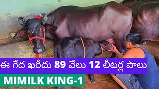 12Litres Milk capacity Murra Buffalo Milking-1Time | హైదరాబాద్ రైతుకి కొన్న12 లీటర్ల గేదె#i3Media