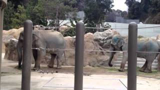 ゾウ(福岡市動物園のおふくとはなこ)