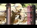 20230502 上野動物園　アジアゾウ②　お昼過ぎのスーリヤ　岩に鼻をおいてお昼寝　青草をくるくるまとめて食べる　今日の体重 3 710kg