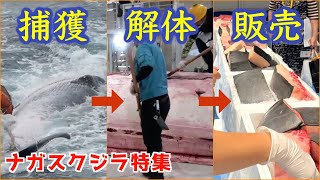 【極上の鯨】半世紀ぶりに流通！『ナガスクジラ』のお肉は力強い旨味が魅力です（豊洲展示商談会リポート）