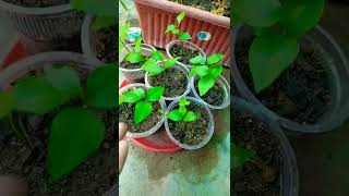 बेलपत्र का पोधा जो बीज से लग जाता है #shorts #ytshorts #belpatra #gardentips