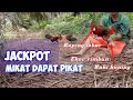 Wow..Rejeki nomplok!!! Niat mikat AYAM HUTAN malah dapat pikat ayam hutan yang sudah lama terlepas