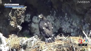 Catch golden eagle parents and eaglet on live nest cam