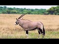 African Animals In 8K ULTRA HD - Amazing Wildlife of African Savanna