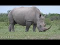 African Animals In 8K ULTRA HD - Amazing Wildlife of African Savanna