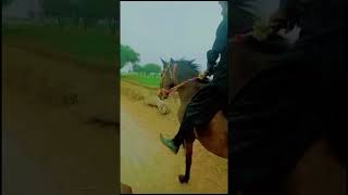 Sindhi Ghori #horse #viralmyshortsvideo #sindhihorse #sindhistallion